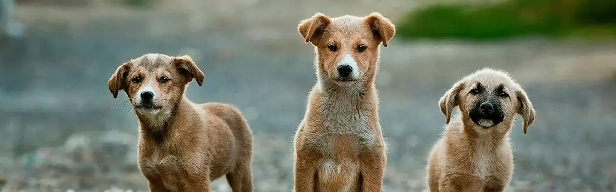 Straßenhunde Straßenhunde