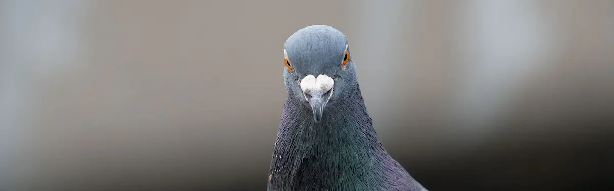 Taubennothilfe Hildesheim Taubennothilfe Hildesheim